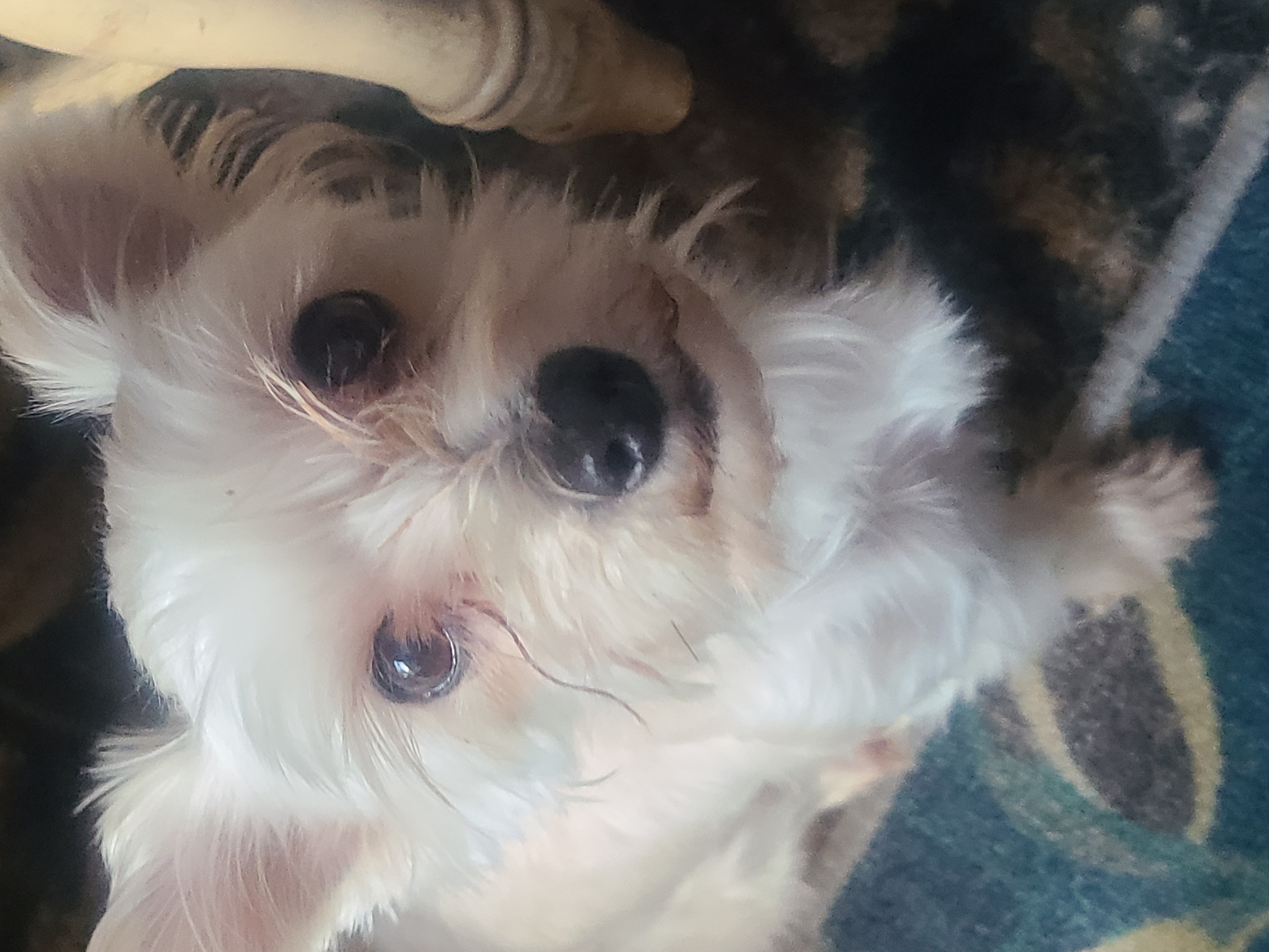 Tofu, Adopted, Young Male Morkie.