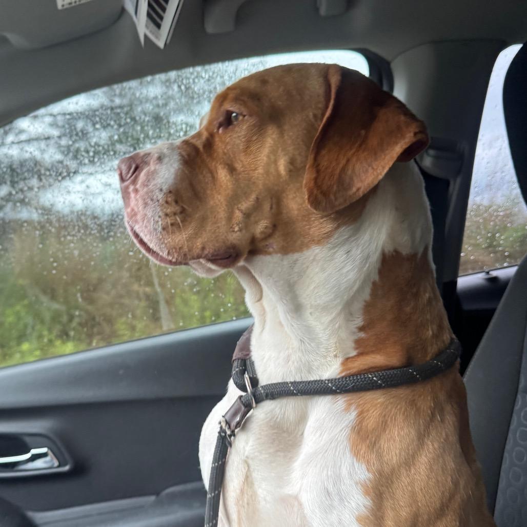 Tato, Adoptable, Adult Male Mixed Breed.