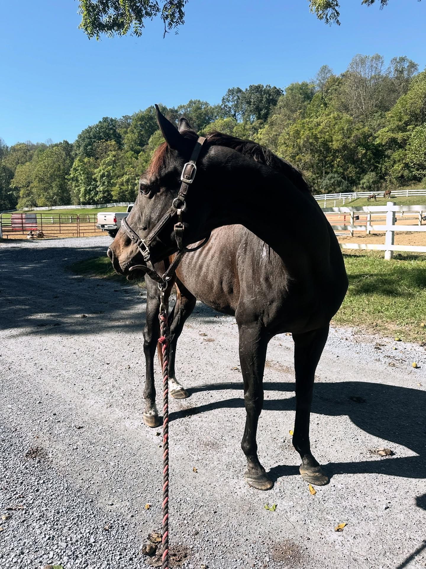 Cosmo, ADOPTABLE, Adult Male Thoroughbred.