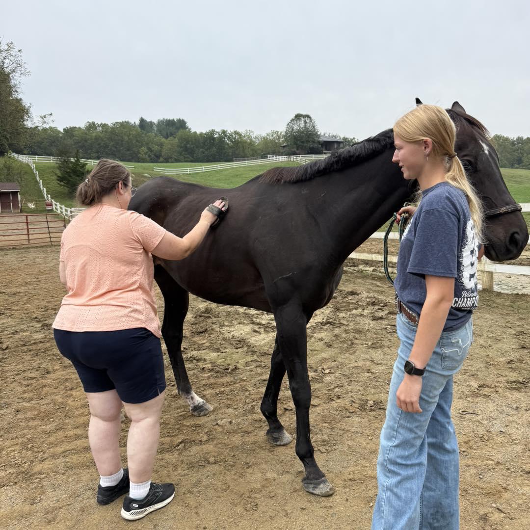Enlarge Cosmo, a ADOPTABLE Thoroughbred in KNOXVILLE, MD image 2/4