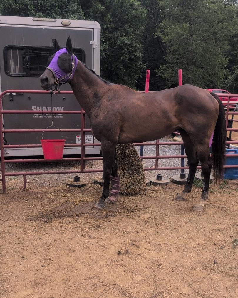 Enlarge Cosmo, a ADOPTABLE Thoroughbred in KNOXVILLE, MD image 3/4