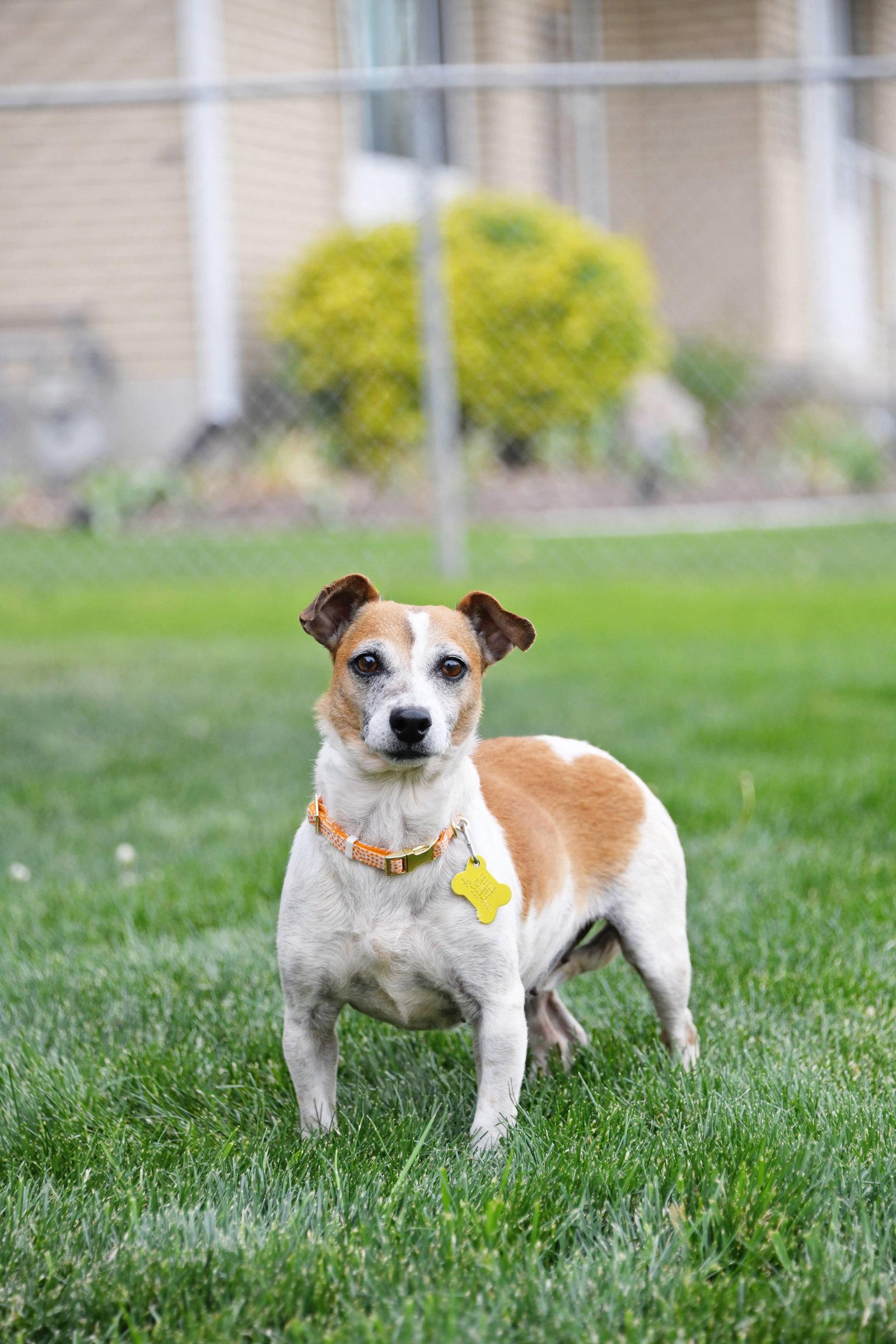 Luddy, Adopted, Adult Female Chihuahua.