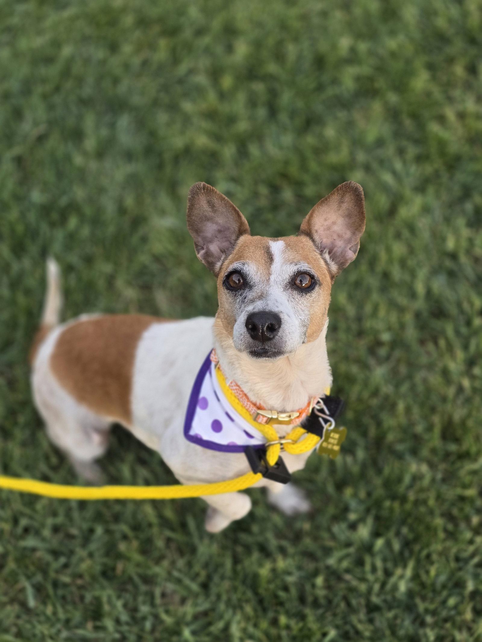 Luddy, a Adopted Chihuahua in Salt Lake City, UT image 2/3