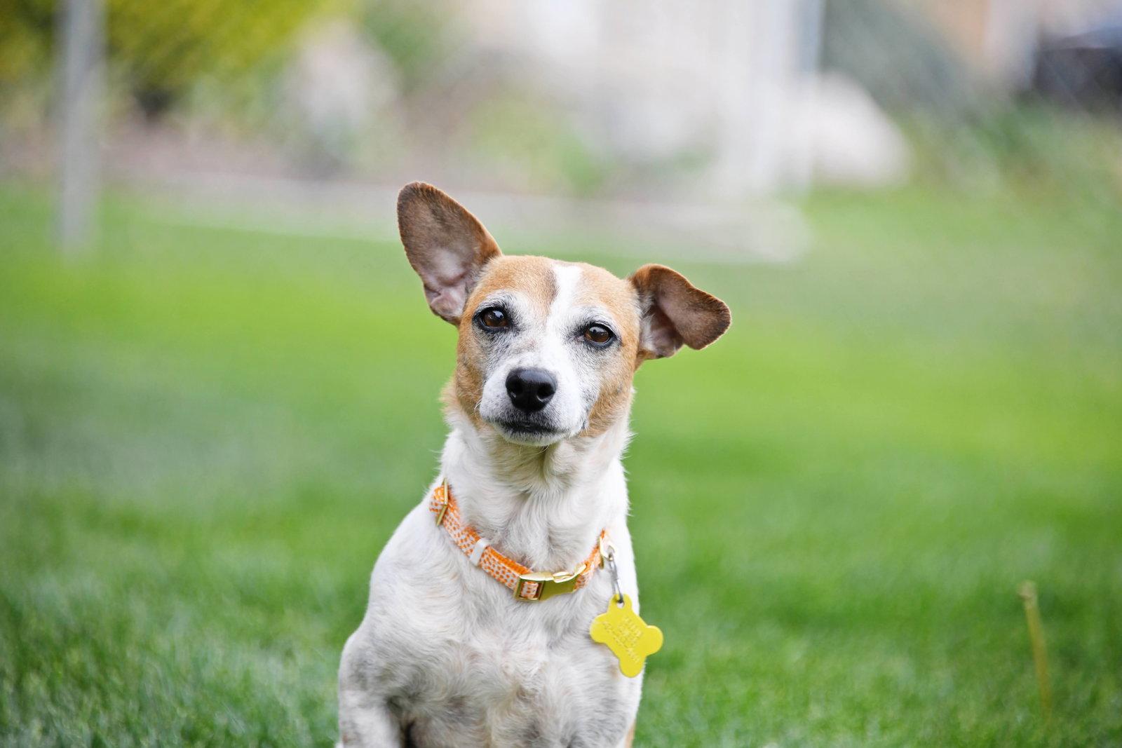 Luddy, a Adopted Chihuahua in Salt Lake City, UT image 3/3