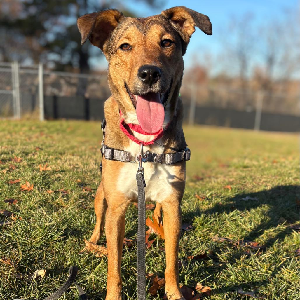 Enlarge Molly, a Adoptable Mixed Breed in South Burlington, VT image 1/6