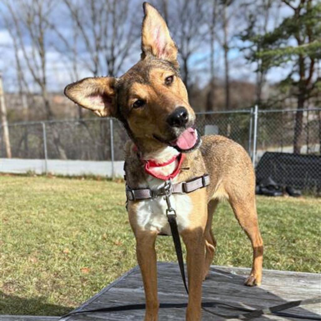 Enlarge Molly, a Adoptable Mixed Breed in South Burlington, VT image 2/6