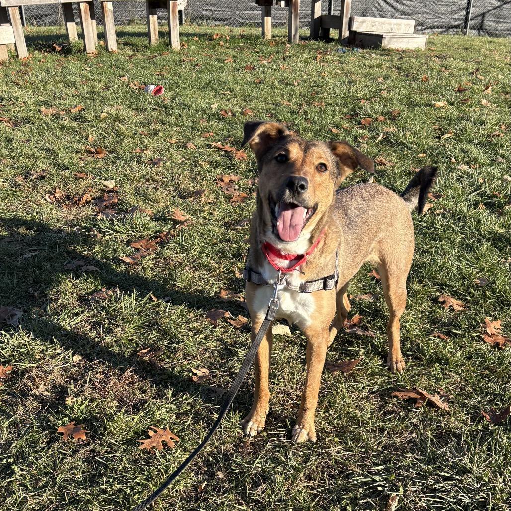 Enlarge Molly, a Adoptable Mixed Breed in South Burlington, VT image 3/6