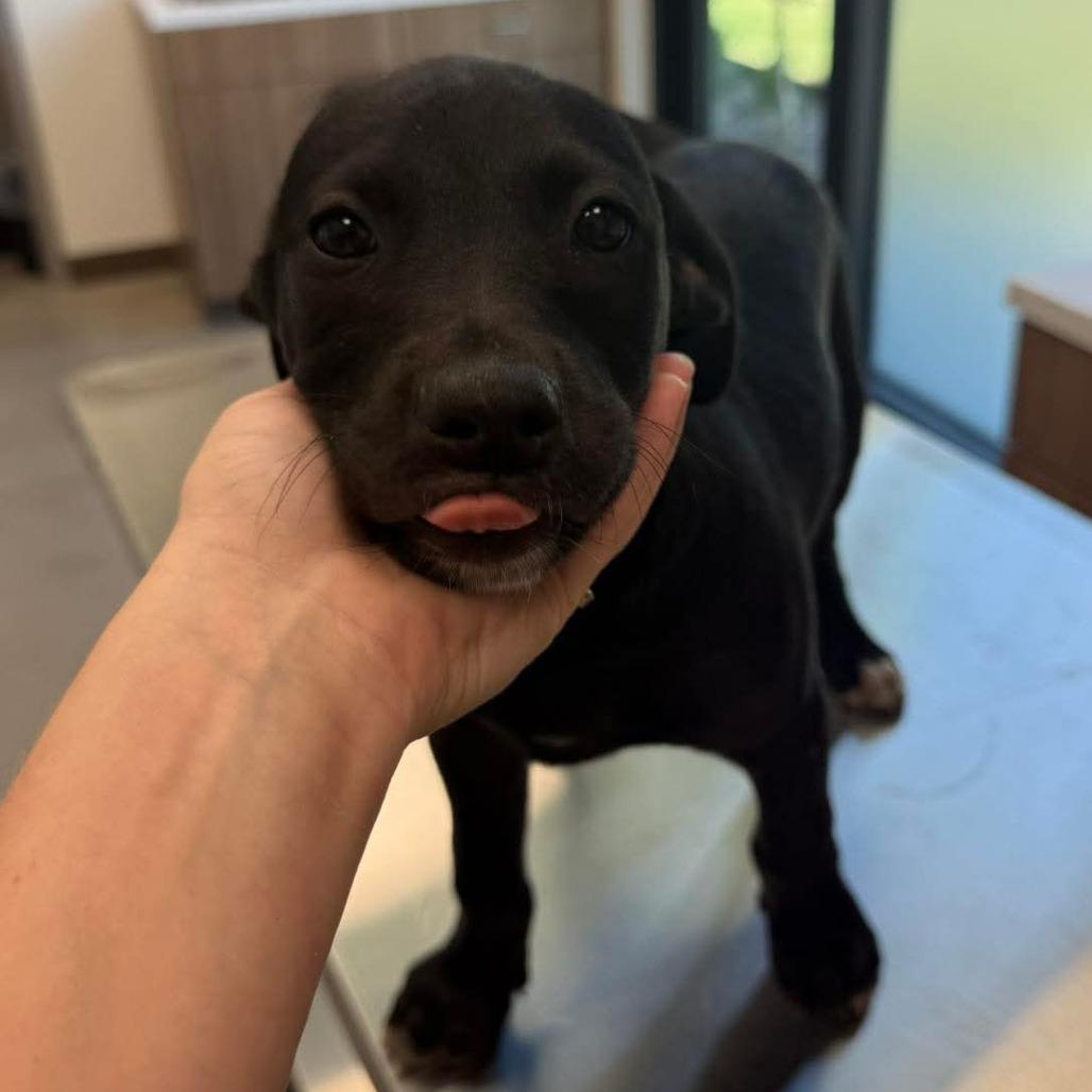 Hendrix, Adoptable, Puppy Male Mixed Breed.