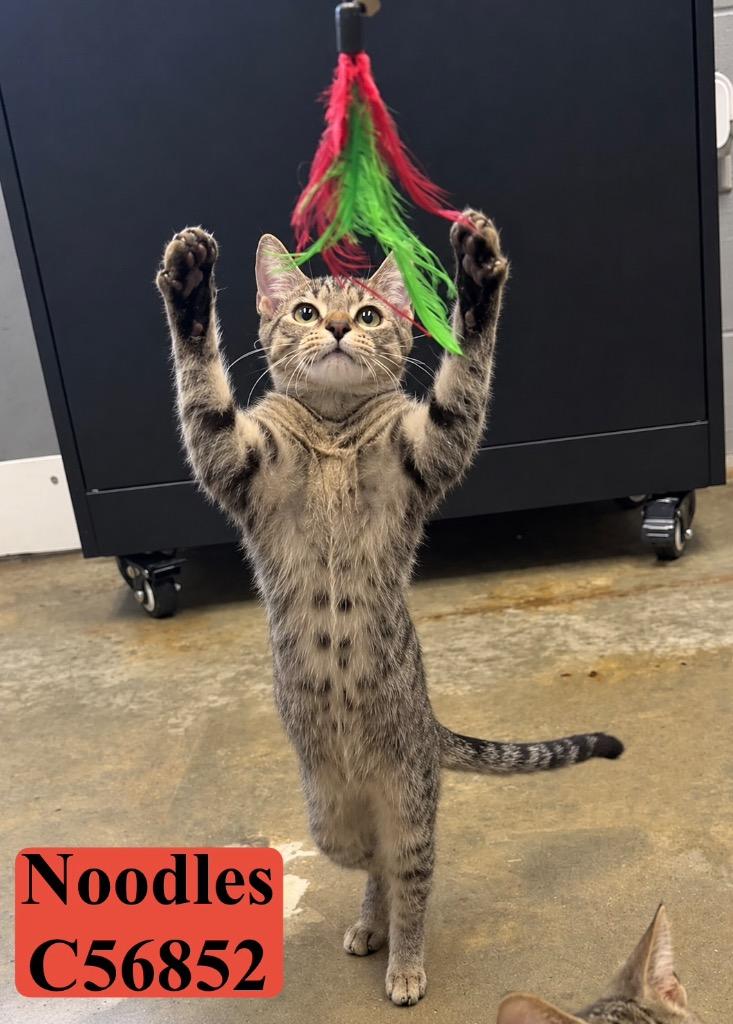 Noodles, Adoptable, Kitten Male Domestic Short Hair.