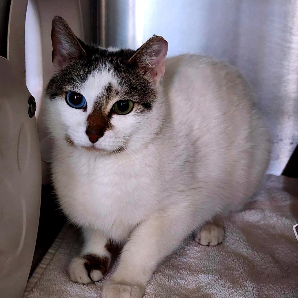 Enlarge Aurora - Working Cat, a Adoptable Domestic Short Hair in Baltimore, MD image 1/6