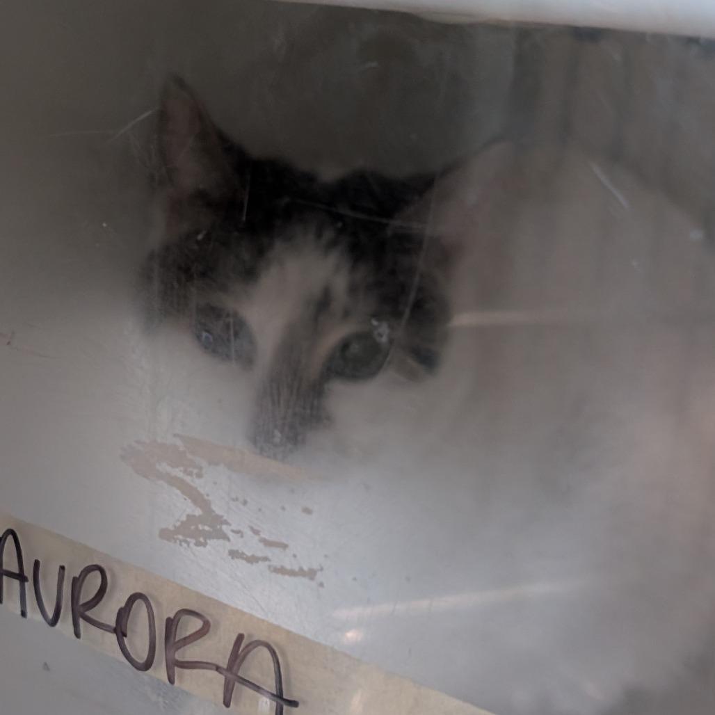 Aurora - Working Cat, Adoptable, Adult Female Domestic Short Hair.