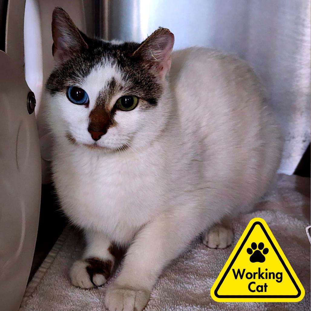 Enlarge Aurora - Working Cat, a Adoptable Domestic Short Hair in Baltimore, MD image 2/6