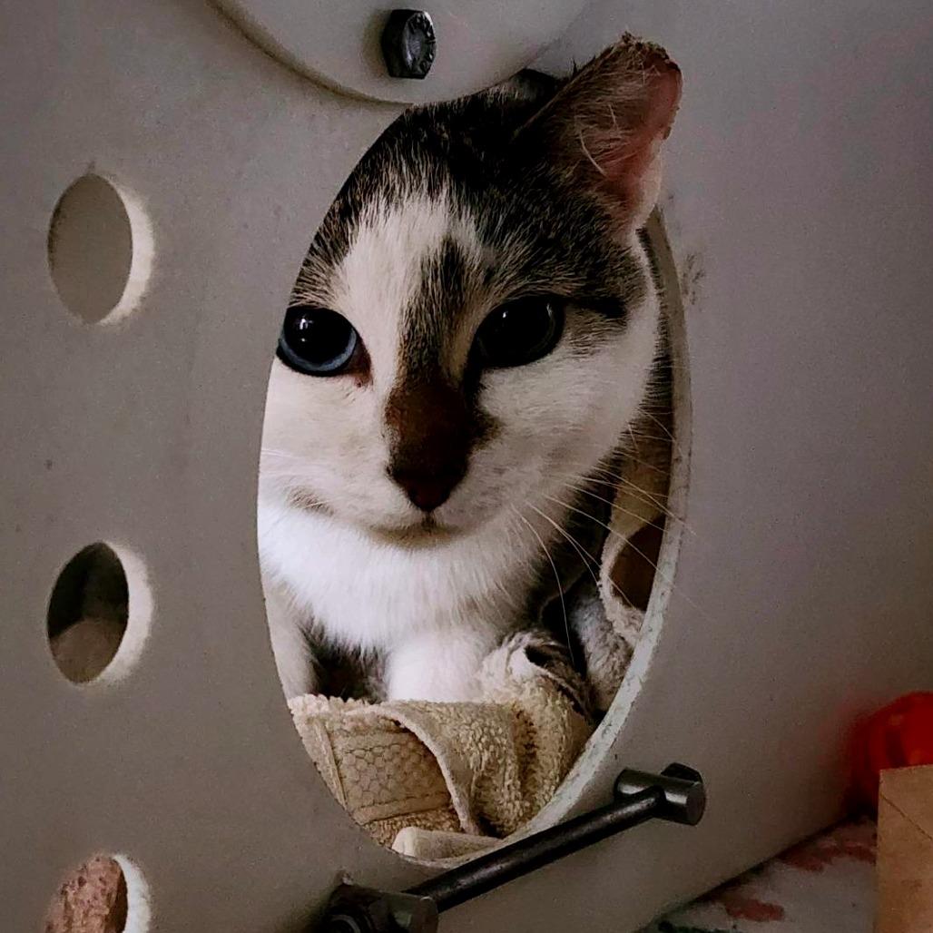 Enlarge Aurora - Working Cat, a Adoptable Domestic Short Hair in Baltimore, MD image 3/6