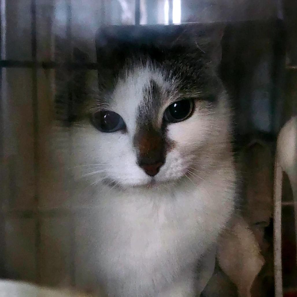 Enlarge Aurora - Working Cat, a Adoptable Domestic Short Hair in Baltimore, MD image 4/6