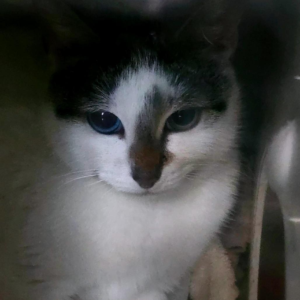 Enlarge Aurora - Working Cat, a Adoptable Domestic Short Hair in Baltimore, MD image 5/6