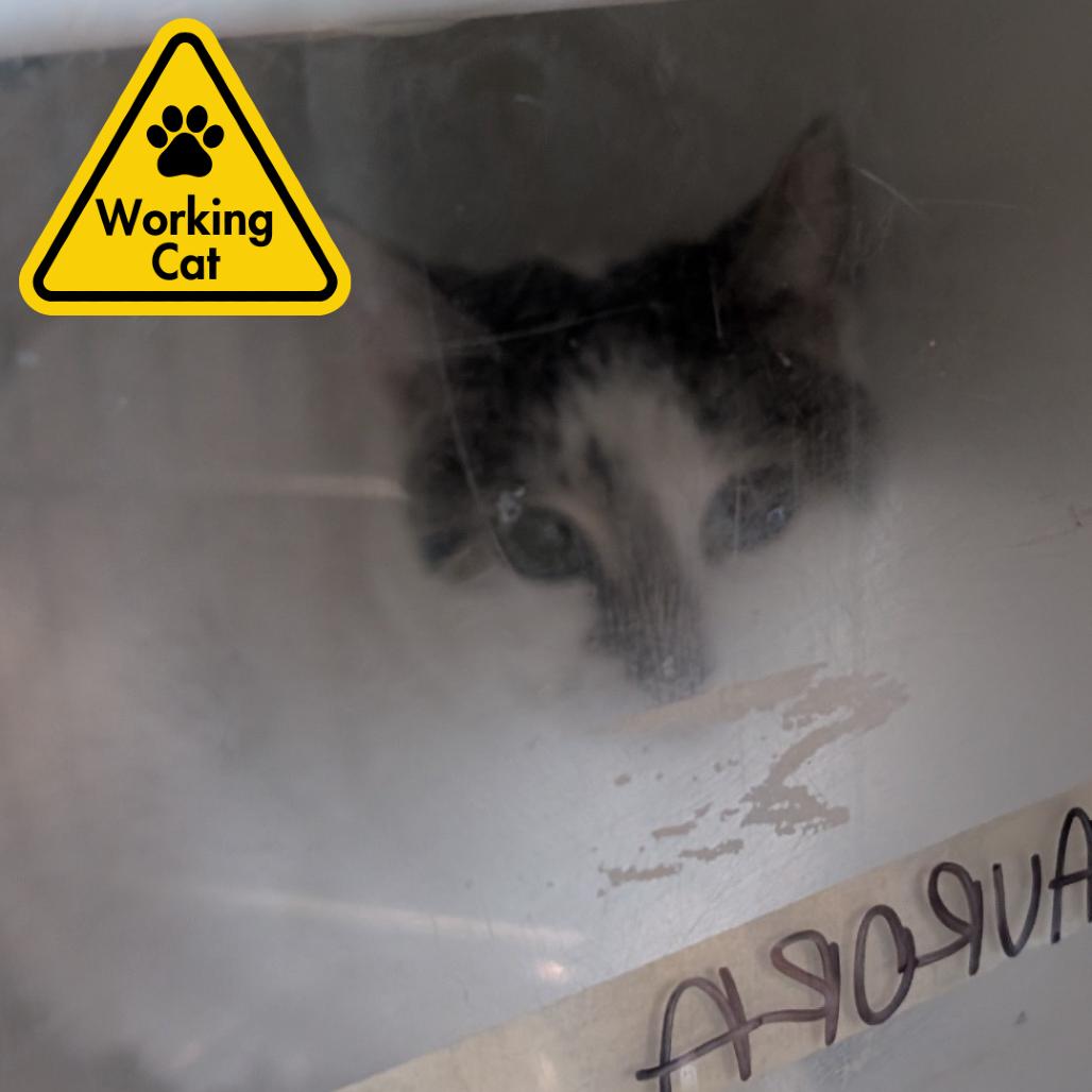 Enlarge Aurora - Working Cat, a Adoptable Domestic Short Hair in Baltimore, MD image 6/6