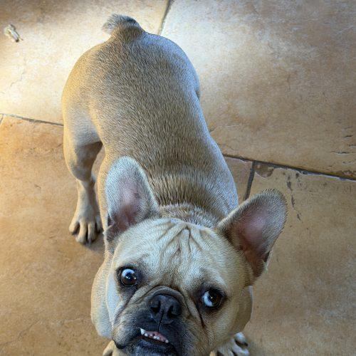Peanut Buttercup, Adoptable, Young Female French Bulldog.