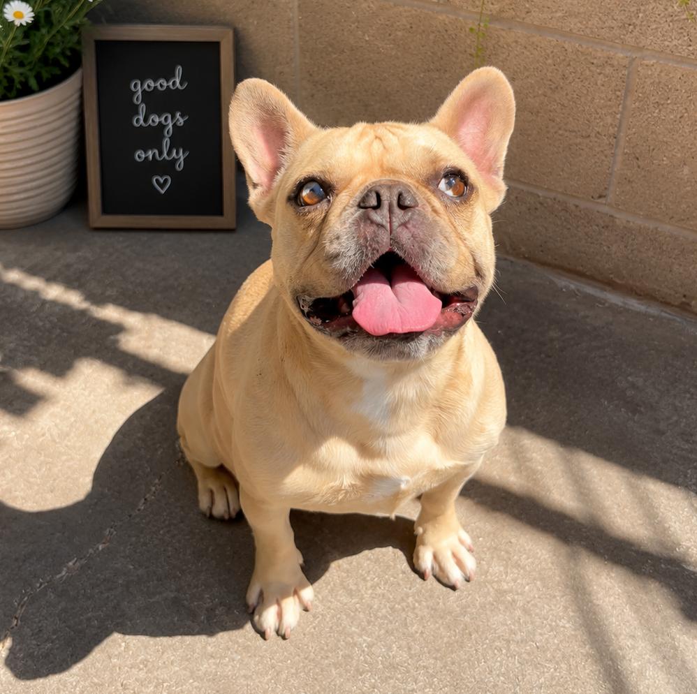 Peanut Buttercup, a Adoptable French Bulldog in Lathrop, CA image 2/2