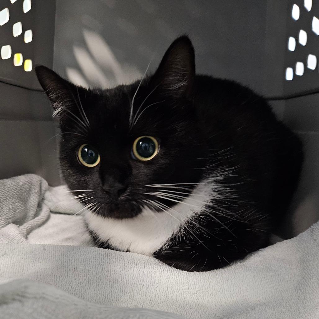 Reese's, Adoptable, Young Female Domestic Short Hair.