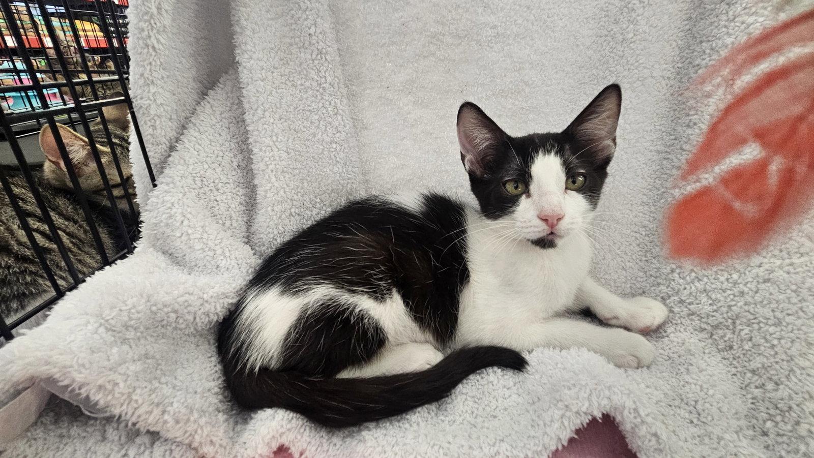 Panda, Adoptable, Kitten Male Domestic Short Hair.