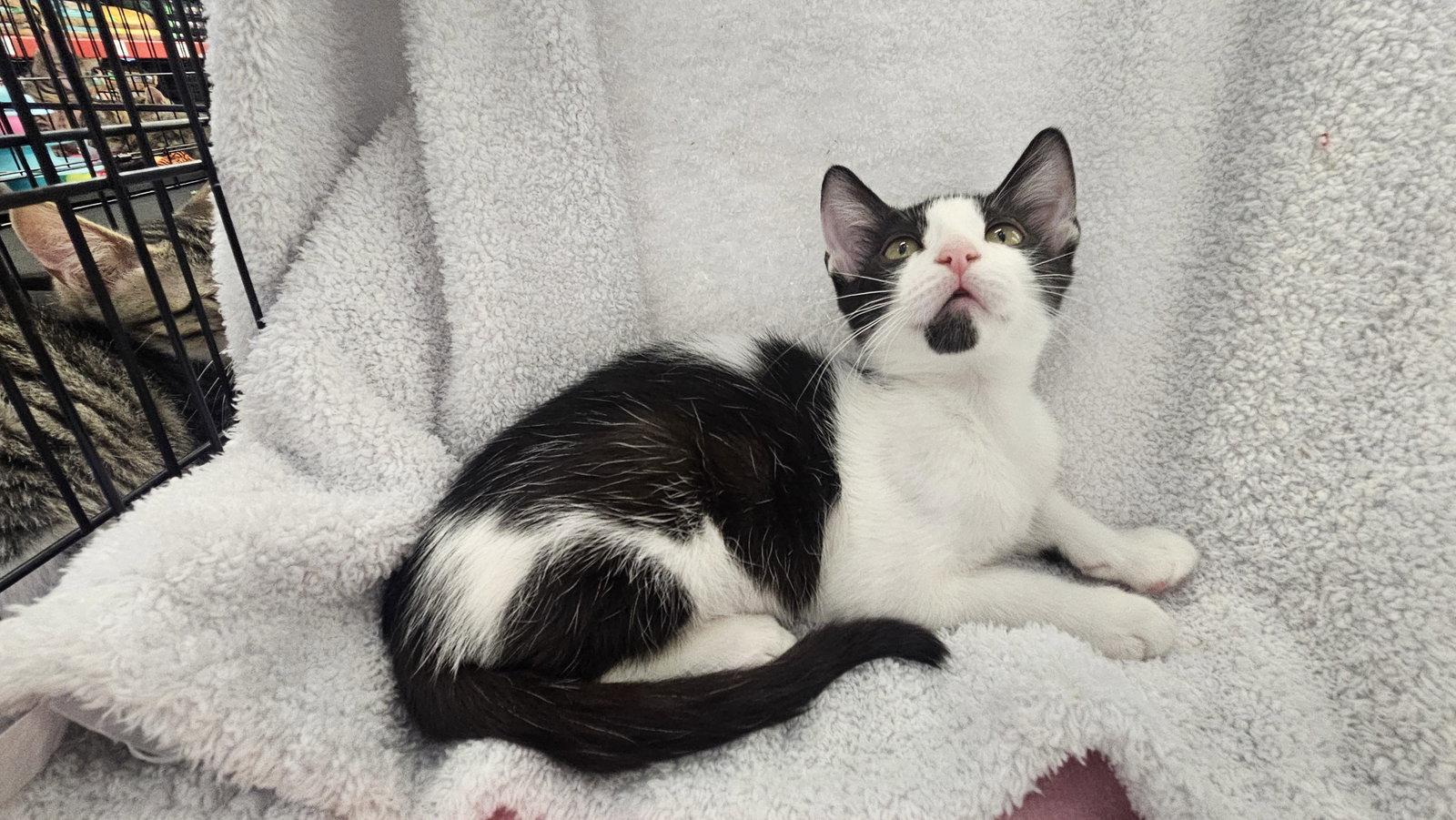 Enlarge Panda, a Adoptable Domestic Short Hair in Antioch, CA image 2/2