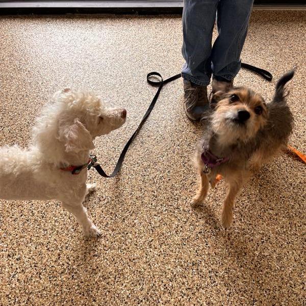 Maximus, Adoptable, Adult Male Poodle.