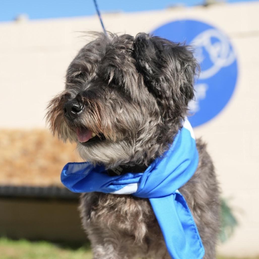 Enlarge WIZARD, a Adoptable mixed breed in Berlin, NJ image 2/5