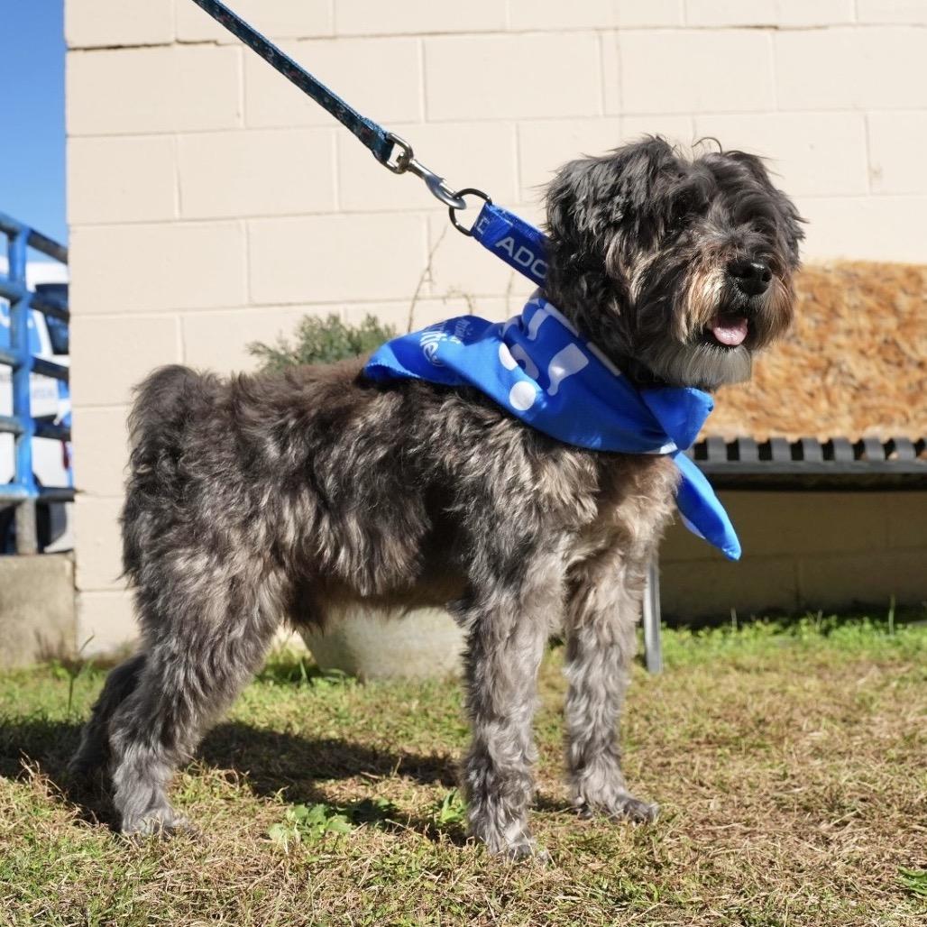 Enlarge WIZARD, a Adoptable mixed breed in Berlin, NJ image 3/5