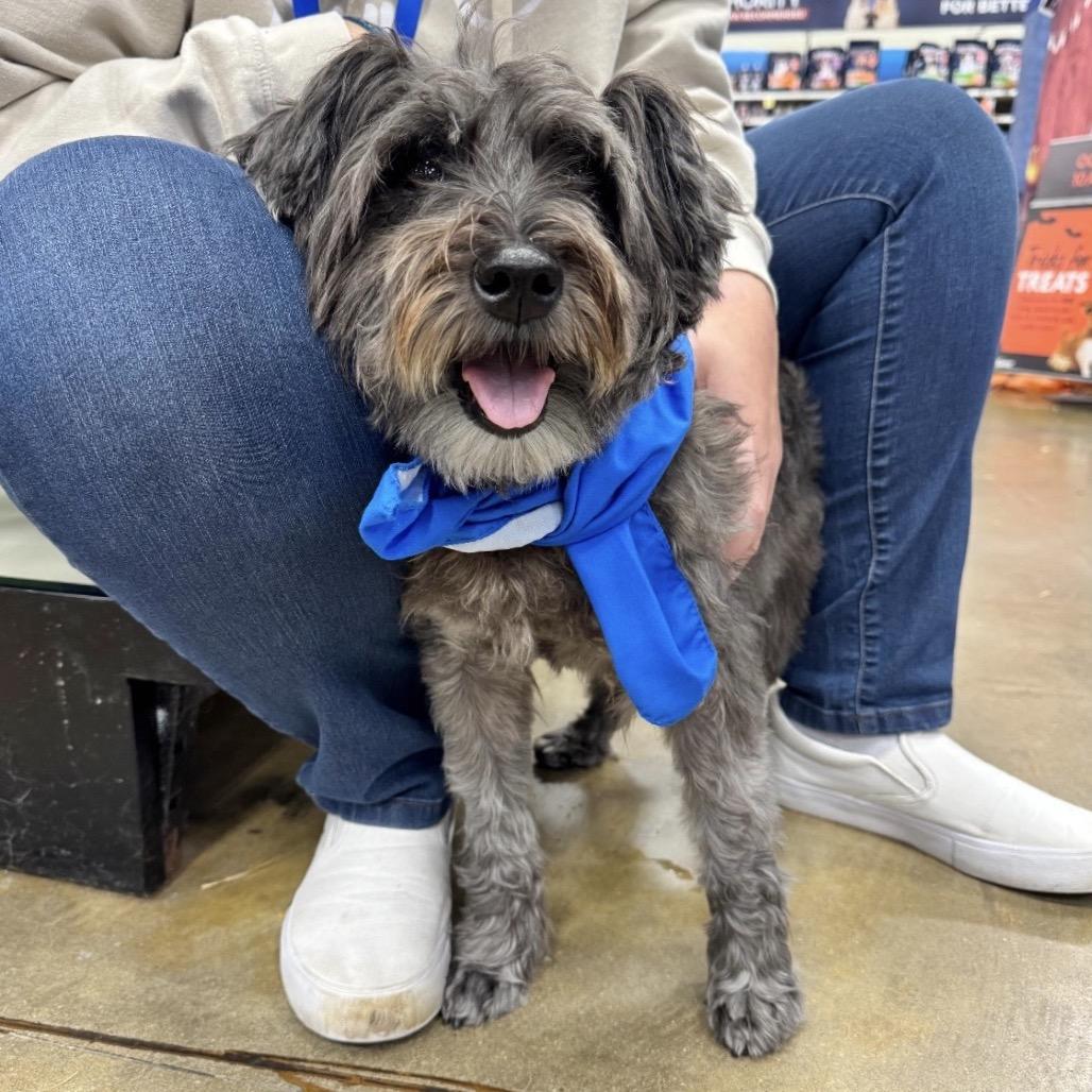 WIZARD, Adoptable, Adult Male Schnauzer & Mixed Breed.