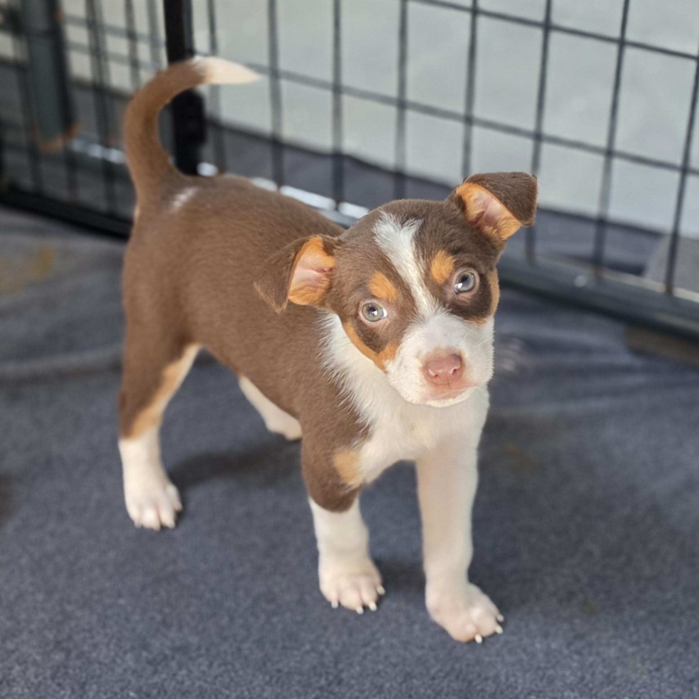 Enlarge Camilla, a Adoptable mixed breed in Blairstown, NJ image 1/5
