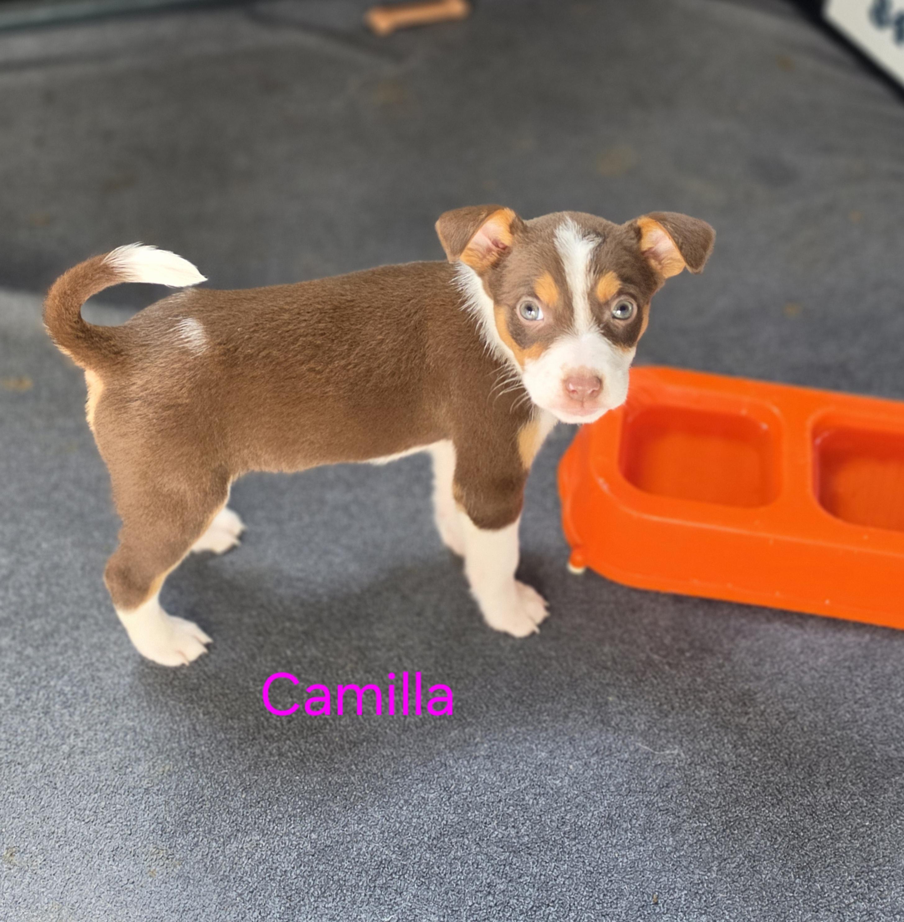 Enlarge Camilla, a Adoptable mixed breed in Blairstown, NJ image 5/5