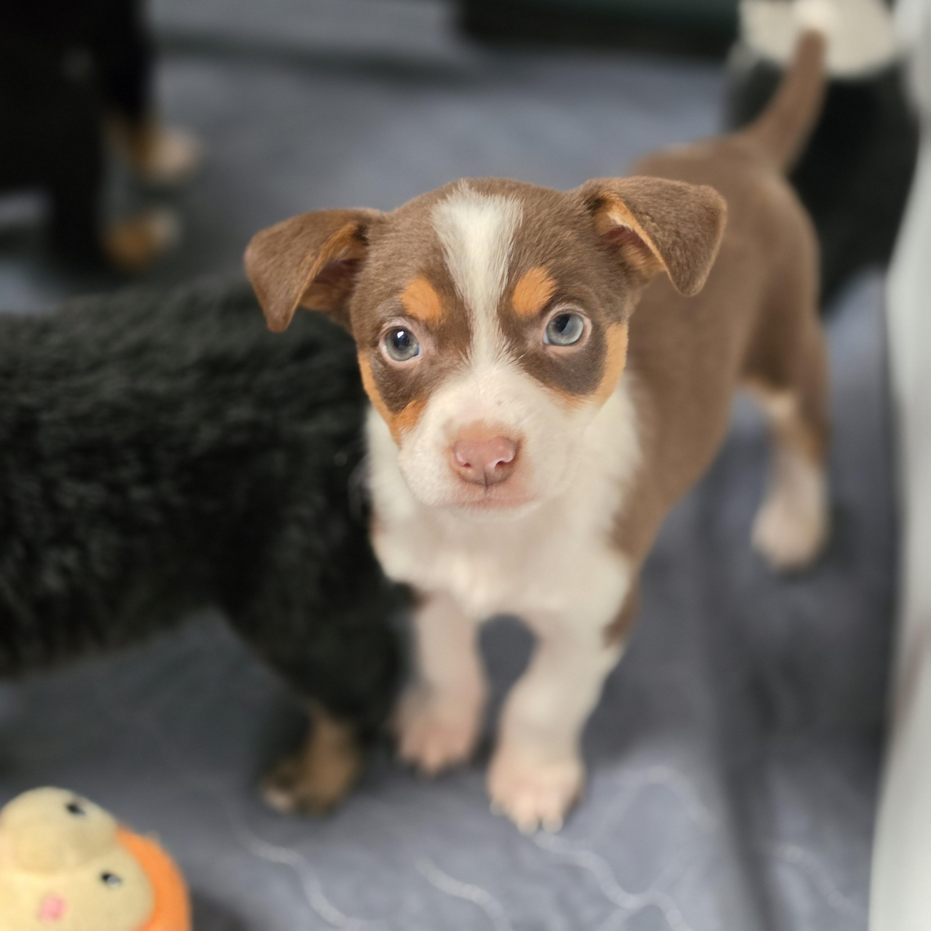 Enlarge Camilla, a Adoptable mixed breed in Blairstown, NJ image 3/5