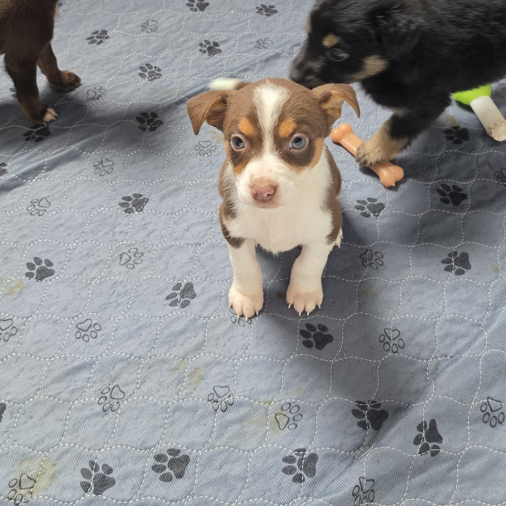 Enlarge Camilla, a Adoptable mixed breed in Blairstown, NJ image 4/5