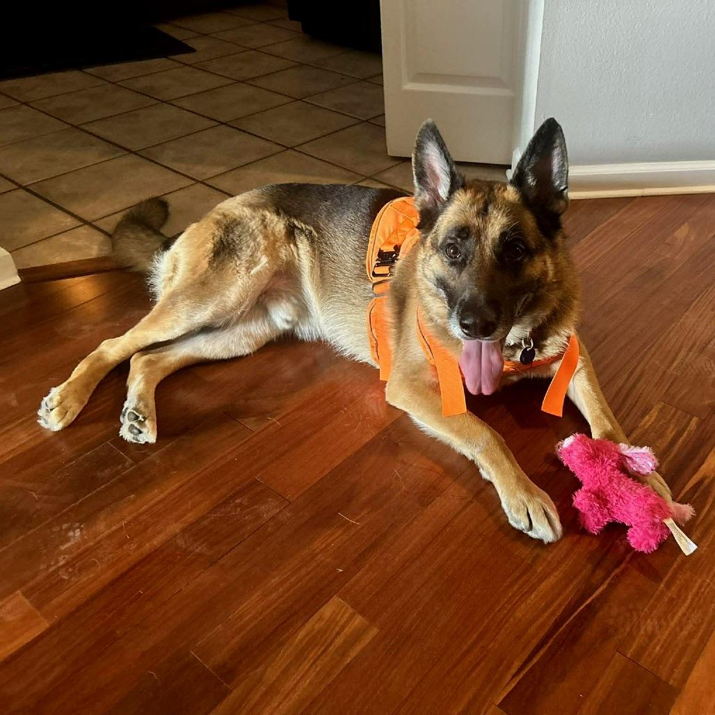 Arthur, Adoptable, Adult Male German Shepherd Dog.