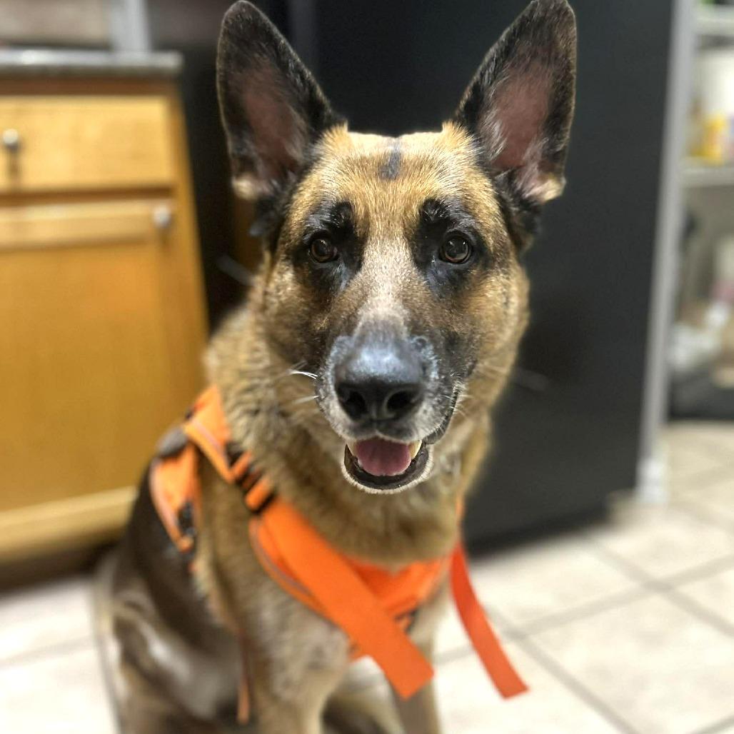 Arthur, a Adoptable German Shepherd Dog in Tampa, FL image 2/6