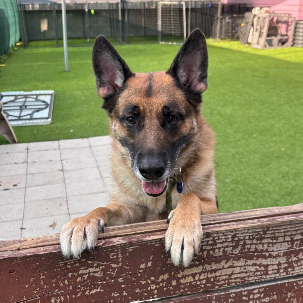Arthur, a Adoptable German Shepherd Dog in Tampa, FL image 3/6