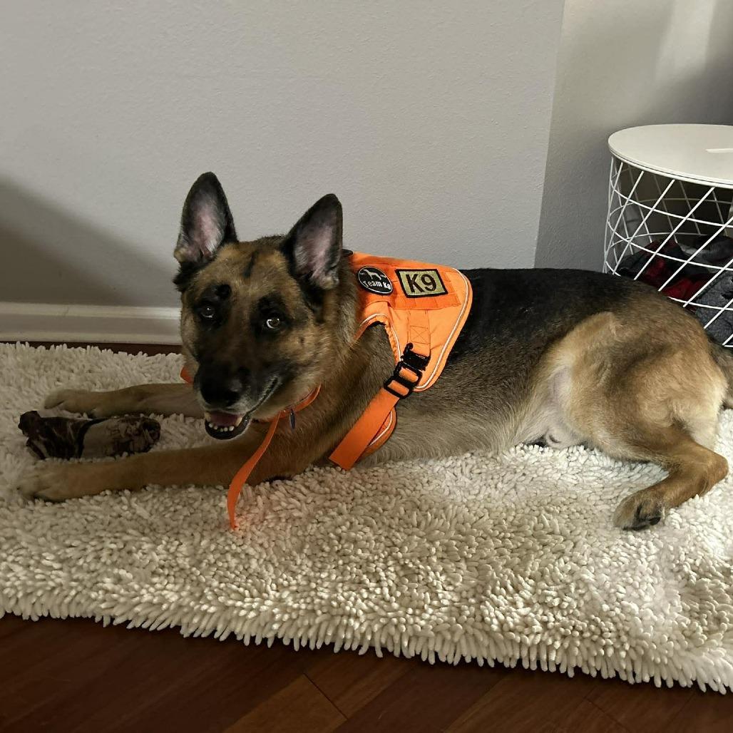 Arthur, a Adoptable German Shepherd Dog in Tampa, FL image 4/6