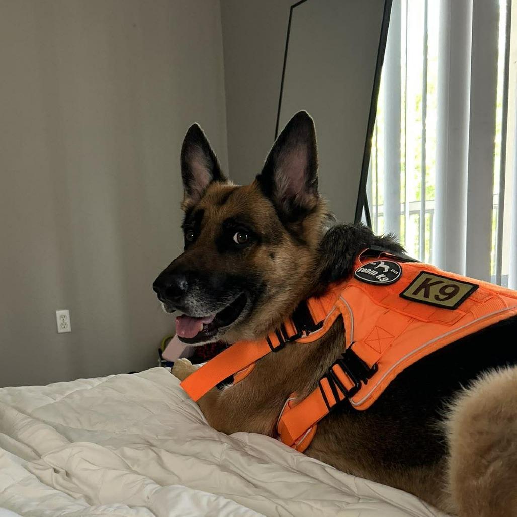 Arthur, a Adoptable German Shepherd Dog in Tampa, FL image 5/6