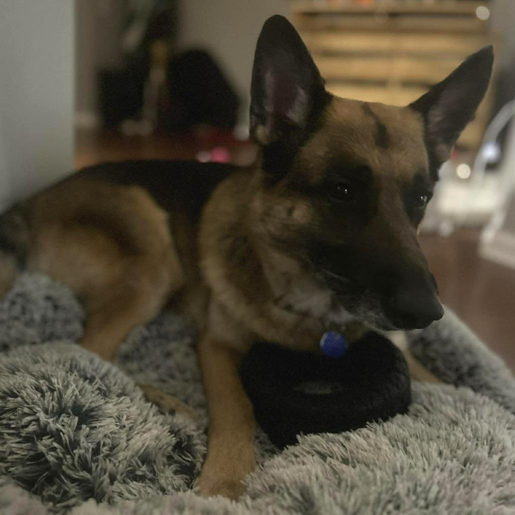 Arthur, a Adoptable German Shepherd Dog in Tampa, FL image 6/6