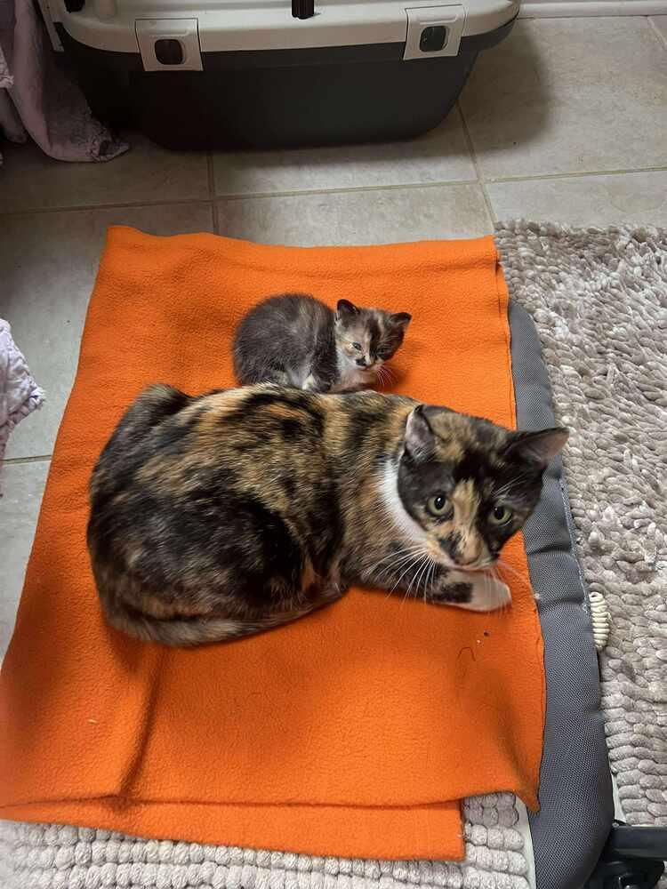 Wasabi, Adoptable, Young Female American Shorthair.