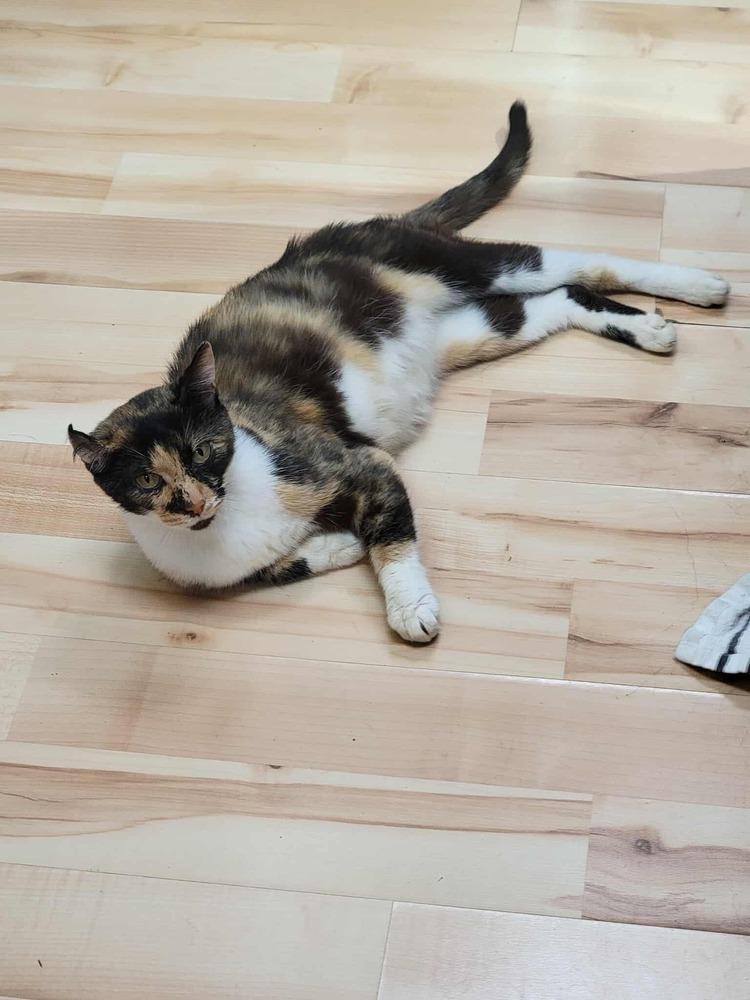 Enlarge Wasabi, a Adoptable American Shorthair in Troy, VA image 4/5