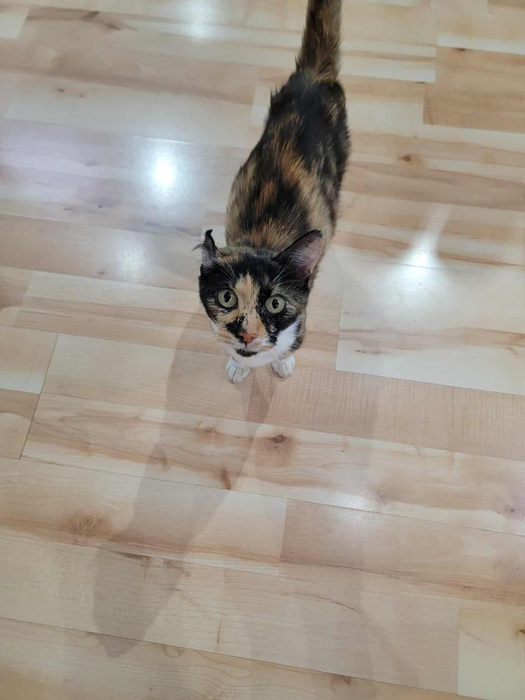 Enlarge Wasabi, a Adoptable American Shorthair in Troy, VA image 5/5