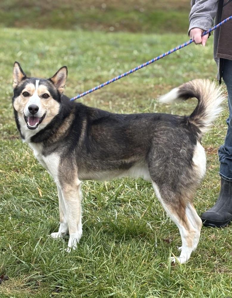 Herbert, Adoptable, Adult Male Husky & Shepherd.