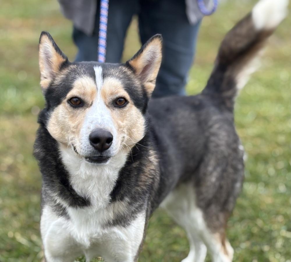 Herbert, a Adoptable mixed breed in Irwin, PA image 3/6