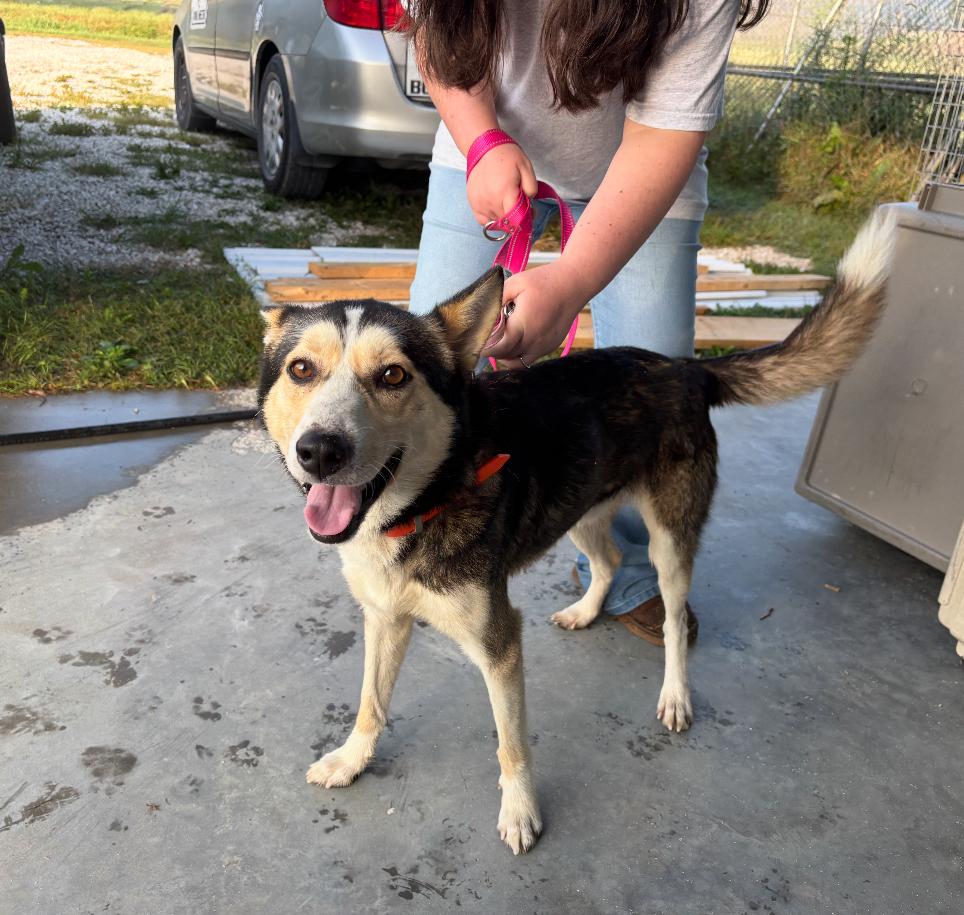 Herbert, a Adoptable mixed breed in Irwin, PA image 4/6