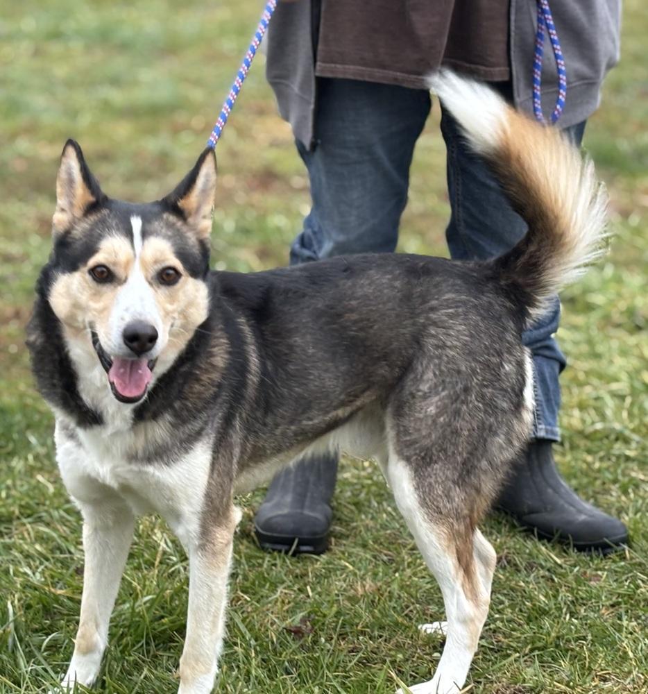 Herbert, a Adoptable mixed breed in Irwin, PA image 5/6