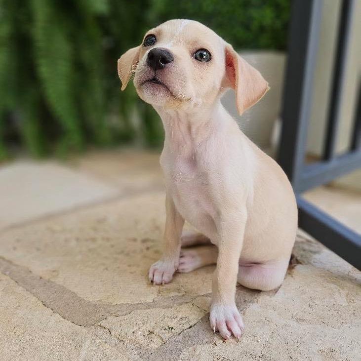 Lothie, Adoptable, Puppy Female Chihuahua & Mixed Breed.