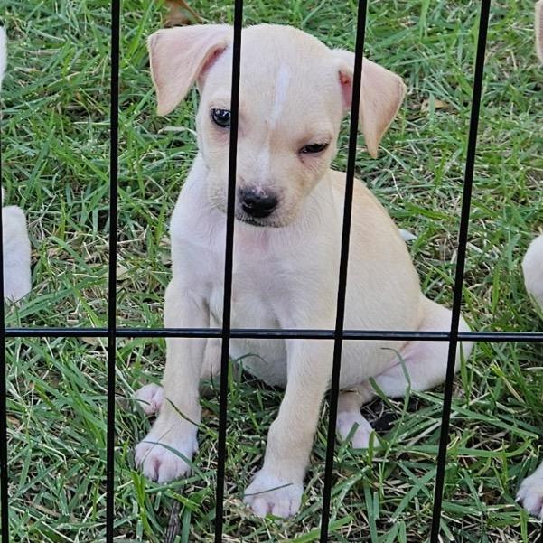 Enlarge Lothie, a Adoptable mixed breed in Austin, TX image 2/6