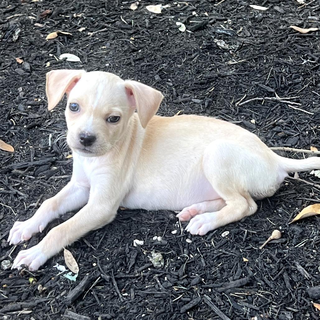Enlarge Lothie, a Adoptable mixed breed in Austin, TX image 5/6