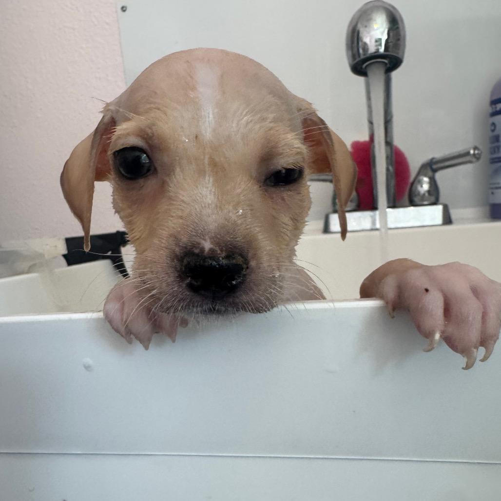 Enlarge Lothie, a Adoptable mixed breed in Austin, TX image 6/6